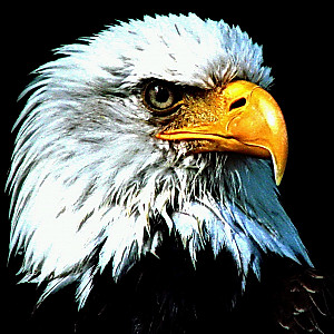 eagle14 Profile Picture