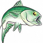 silverfish Profile Picture